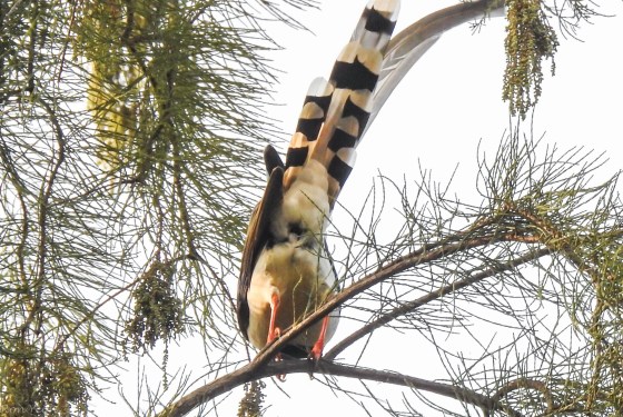 The Taiwan Blue winged Magpie gave me my famed ass shot...