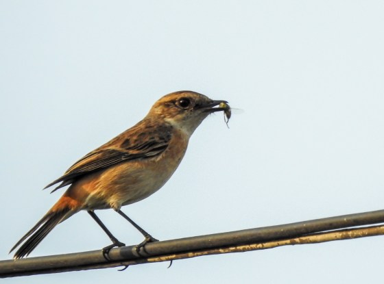 He flew off and found a snack...