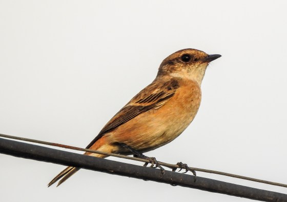 And I'm informed by Nishant that this is a femaleSiberian Stone Chat