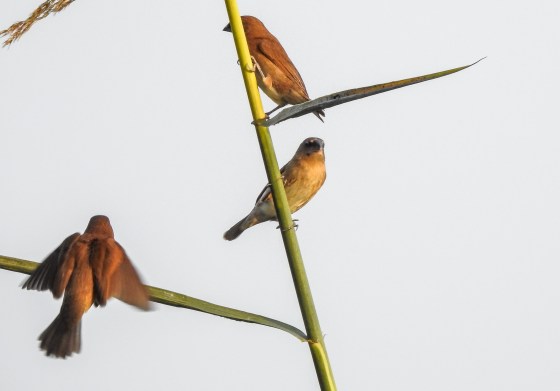 A flock of juvenile munias was nearby ? black headed juveniles...