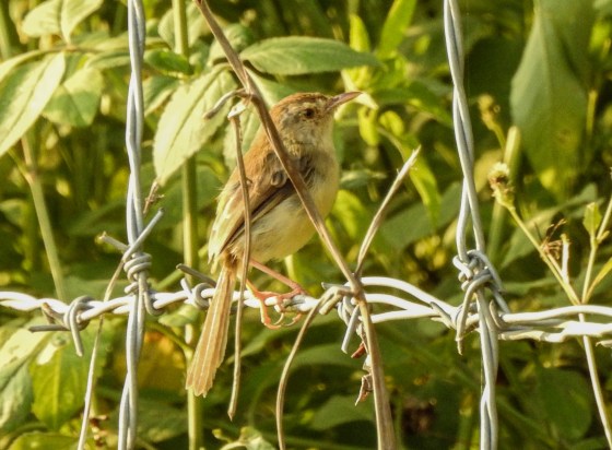 plain prinia