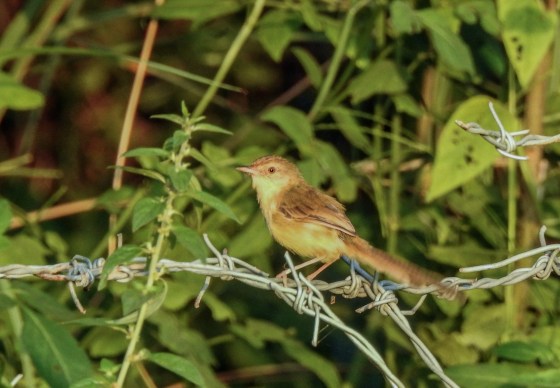 plain prinia