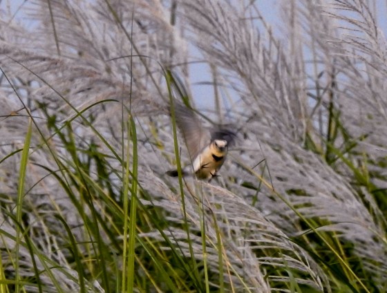 In a flurry of action, this unidentified bird disturbed the reeds