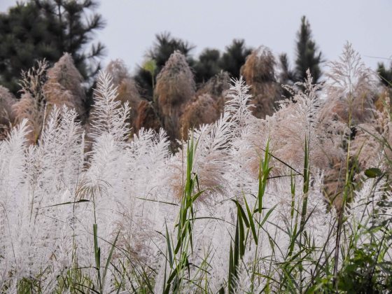 pretty reeds...