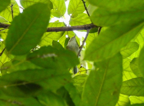 this was one of many little birds zipping in and out amongst the leaves....maybe a female flowerpecker? 