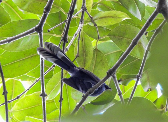 white throated fantail
