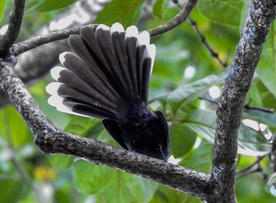 As usual, I have my famed 'ass' shot of the fantail fanning its tail :) 