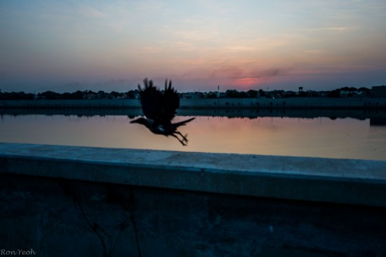 even the crow was waiting