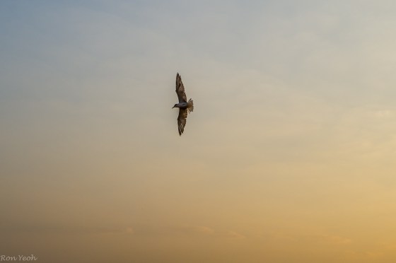 the river terns were active
