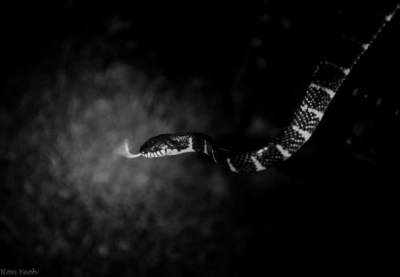 Beautiful even in black and white