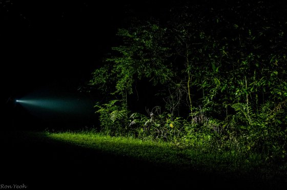 midnight in the forest