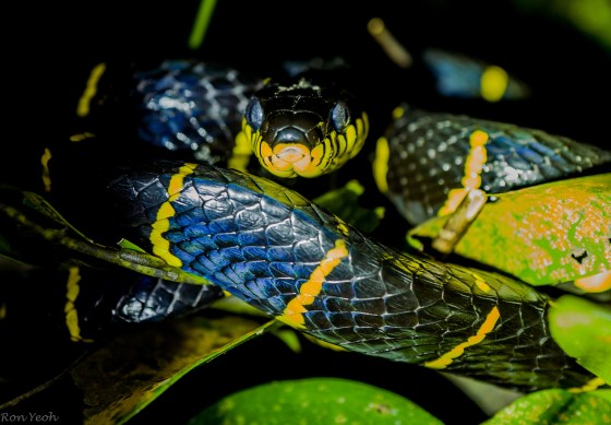 Here's looking at you