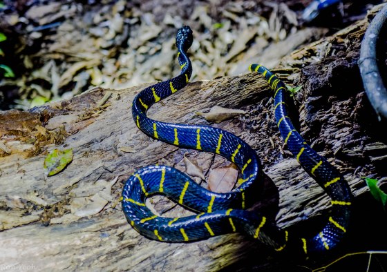 The gold ring cat snake...this was a big snake...prob about 1.5m long ..