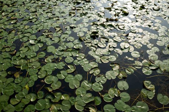 a sea of water plants