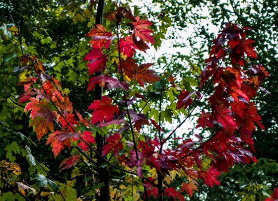 Being early autumn, the maple leaves were beginning to turn colour
