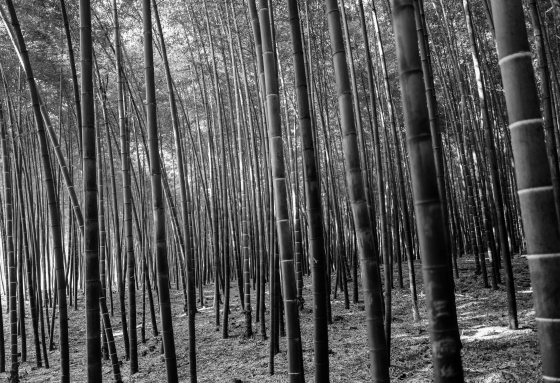 and there is a wonderful bamboo forest ...
