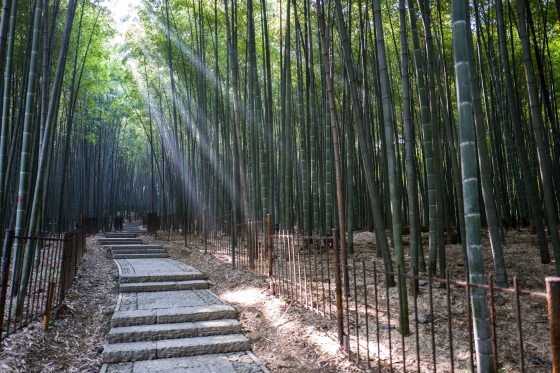 which the morning light made even prettier