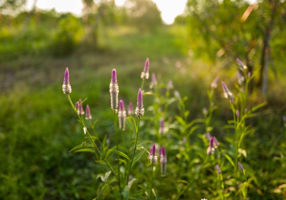 the flowers were quite pretty too in the early evening sunlight