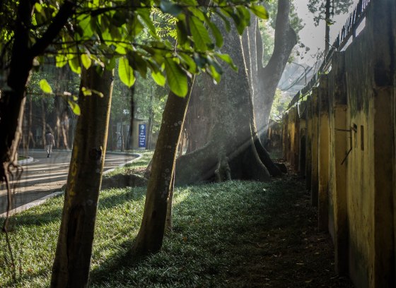 as the early morning light seeped in..we heard a lot of bird song, but the birds were way up in the canopy