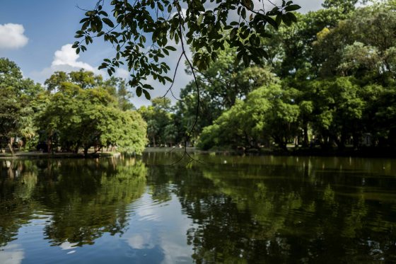 There is a verdant bordered lake which you can walk around... 