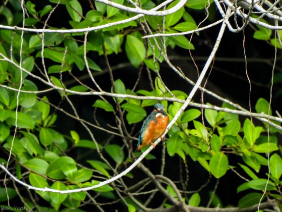 the tiny common KF across the water...