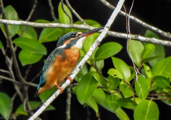 beautiful colours with blue speckling on the crown..