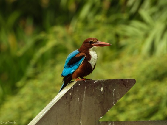 puffing his feathers..