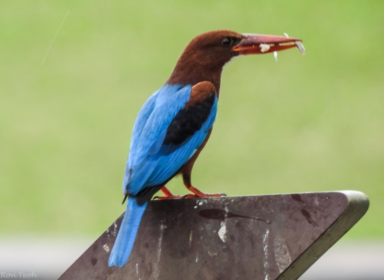 or actually 2 fish in his beak!  he'd managed to catch two fish in one swoop....