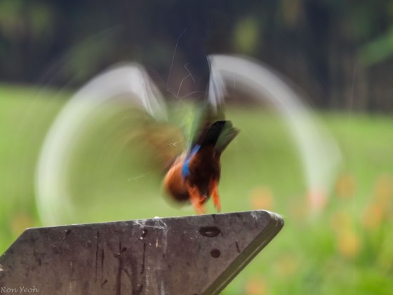 flying off in a whirl of colour he used his beak to pick at fish on the water surface...