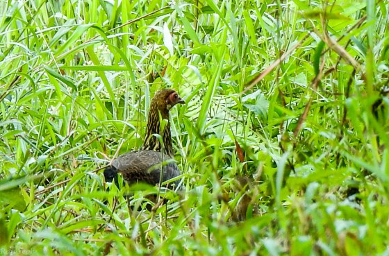 taking a seldom used trail, I soon saw this head bobbing up and down in the distance...
