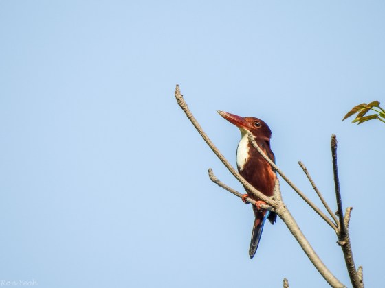 this handsome white throated KF watched over the forest