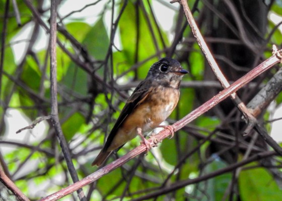 Ferruginous flycatcher...a migrant from the Himalaya and south china