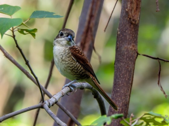 I'd never shot the tiger shrike well before so this was a great sighting