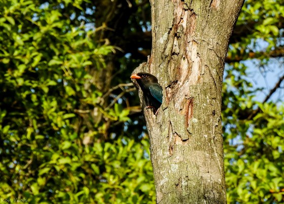 it then went back to its nest in the tree trunk...