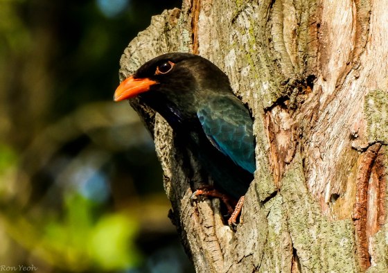 close up of dollar bird