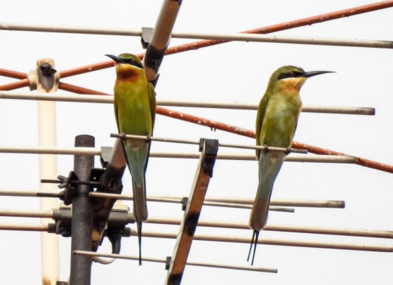 I sensed it was going to be a good day when this pair of blue tailed bee eaters appeared above where I parked my car in Jalan Rindu