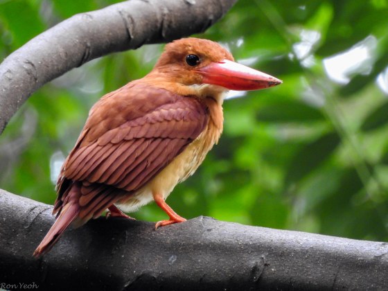 back view of Ruddy KF