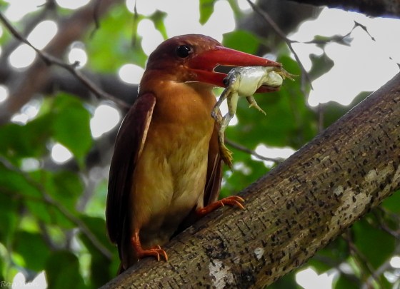 shifting grip on the frog....