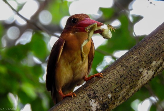 After the swoop to the ground....he emerged with this frog in his mouth!