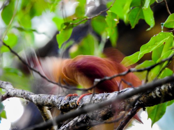 flogs the frog violently on the branch to kill it...