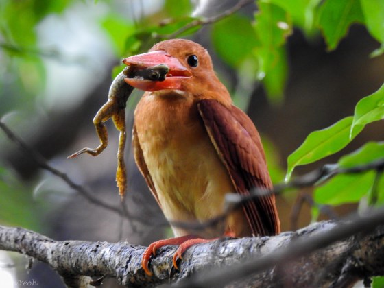 the first afternoon was dedicated to seeking out the ruddy kingfisher....gorgeous bird and he gave a real show!