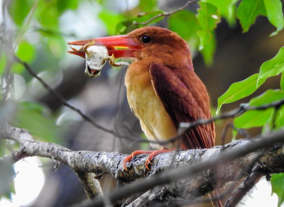 flies to another branch...