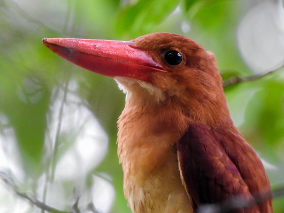 The wings show a hint of the typical violet colouration often seen....