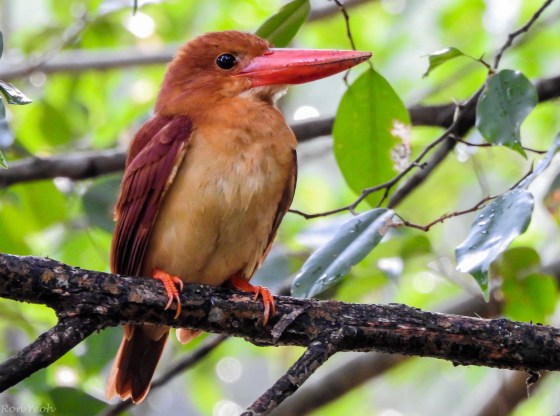 Front view of Ruddy KF