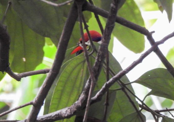 First glimpse was of a flash of a brilliantly red coloured beak... 