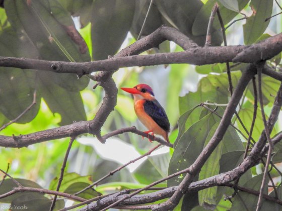 It then very slowly and shyly inched out a little...the light was dreadful as it was under a dense canopy...but its brilliant colour could still be appreciated