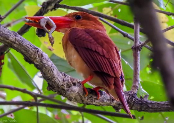 So not only did the Ruddy KF pose willingly, he also provided a great photo opportunity of his feeding habits!