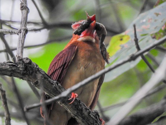 he was at it again! He'd caught yet another frog...
