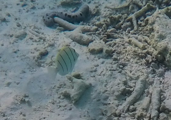 DCIM100GOPROGOPR0060.