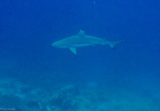 DCIM100GOPROGOPR0129.